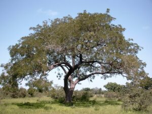 Article : La poudre du néré : une richesse en voie de disparition au nord Bénin